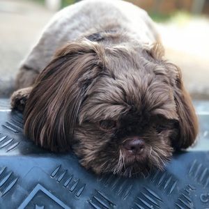 Meet your Posher, Roslyn